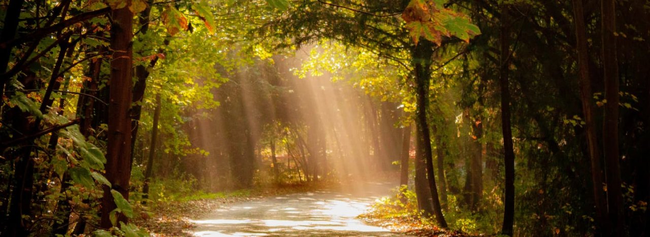 Light shining through some woodland forestry, representing the path and walk of spirituality, relevant to the Emmaus retreat course at All Nations.